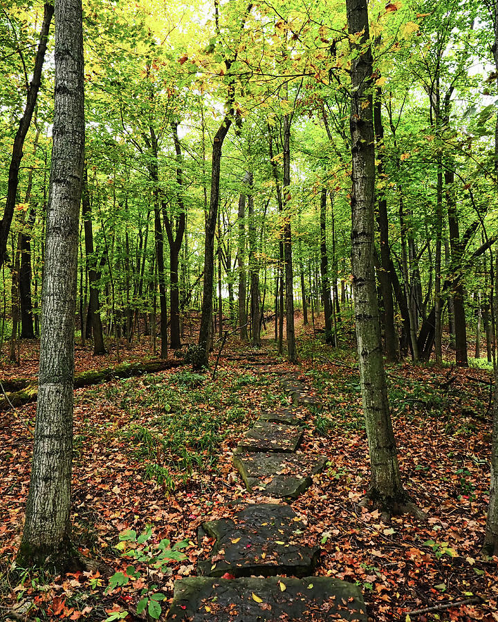 Fall Pathway Photograph by Scott Olsen