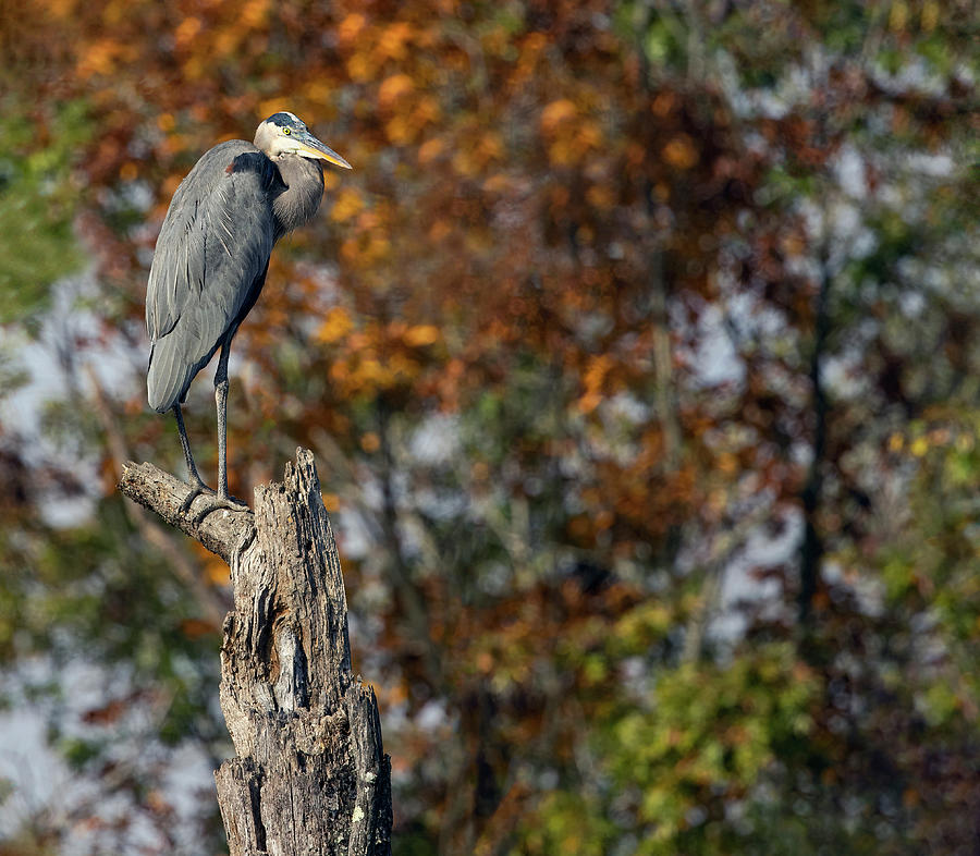 Fall Perching Photograph by Art Cole