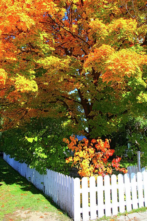 Fall Pickets Photograph by Vernon Platt - Fine Art America