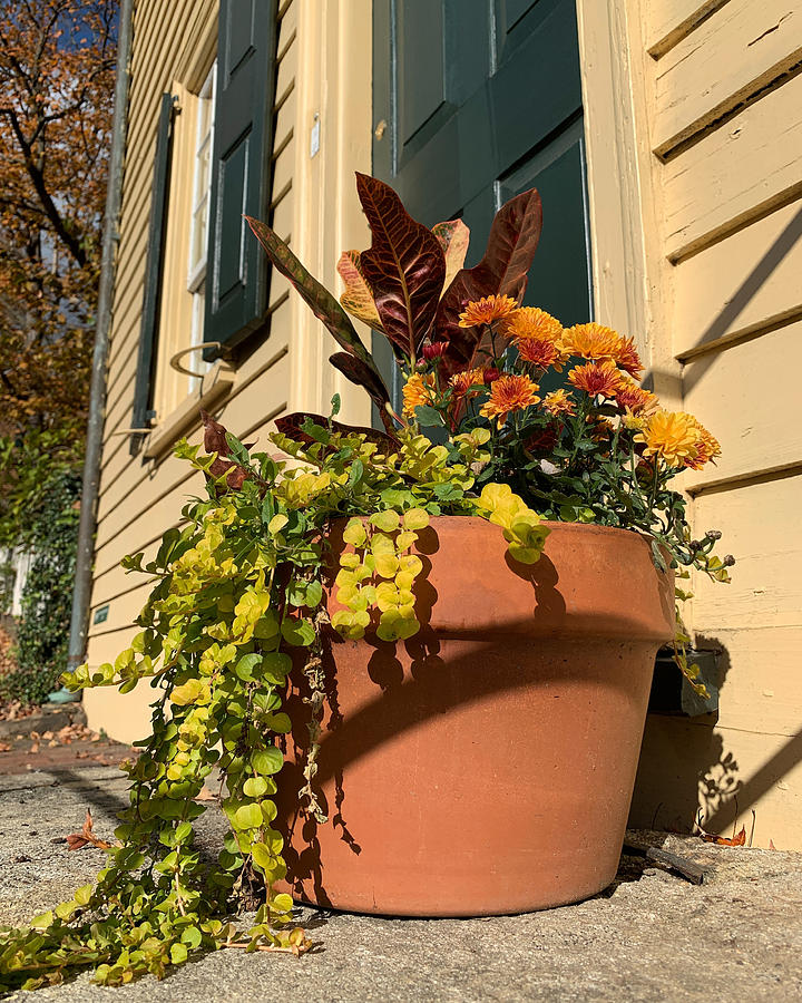 Fall Planter Photograph by Lee Darnell