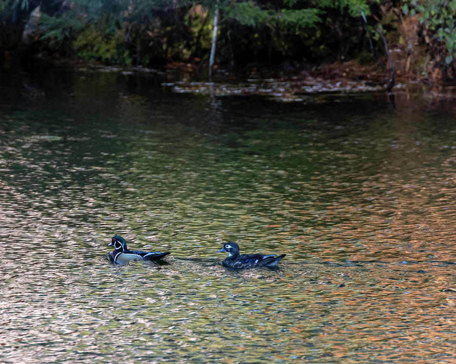 Fall Pond and Wood Ducks Photograph by Betty Pauwels