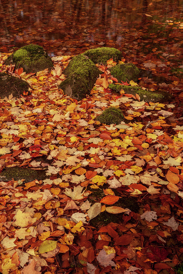 Fall Pond Still- Life Photograph by Irwin Barrett