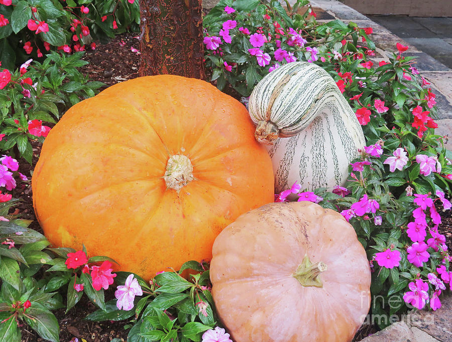 Fall Pumpkins and Gourds 1 Photograph by Sharon Williams Eng