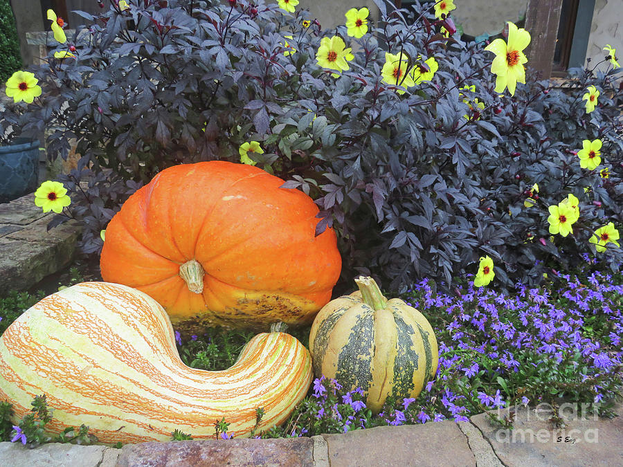 Fall Pumpkins and Gourds 2 Photograph by Sharon Williams Eng