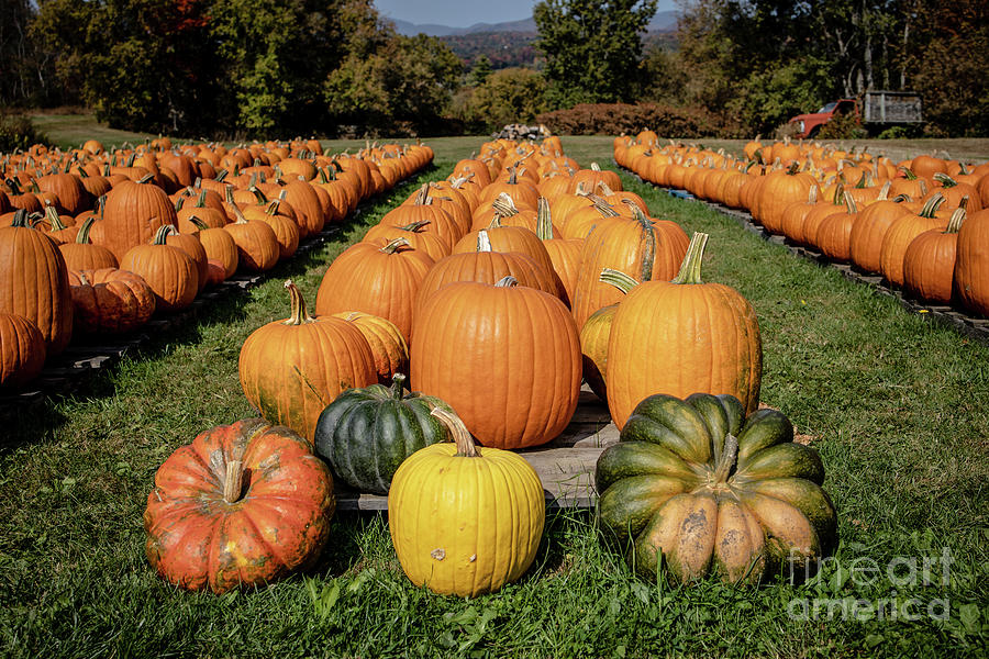 Fall Pumpkins for Sale Stowe Vermont Photograph by Edward Fielding