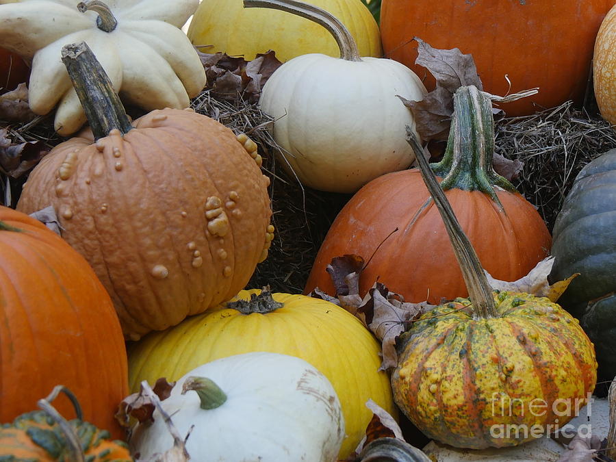 Fall Pumpkins Photograph by Maxine Kamin