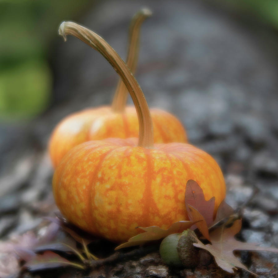 Fall Pumpkins Posing Photograph by Forest Floor Photography