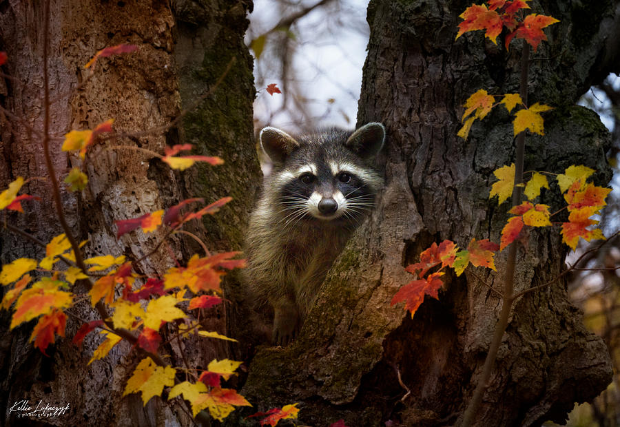 Fall Raccoon Photograph by Kellie Lukaczyk - Pixels