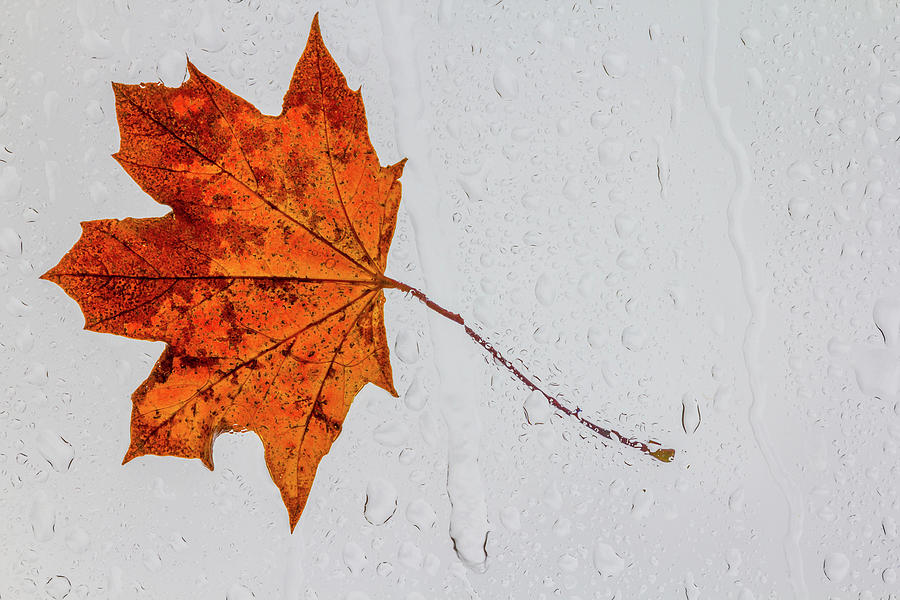 Fall Rain Photograph by Denise Kopko