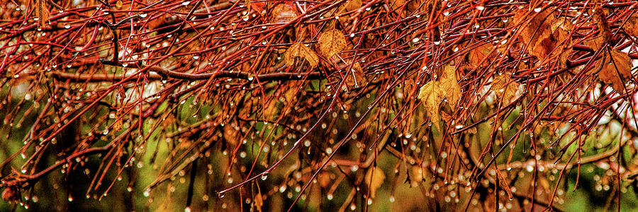 Fall Rain Drops Photograph by Pamela Dunn-Parrish