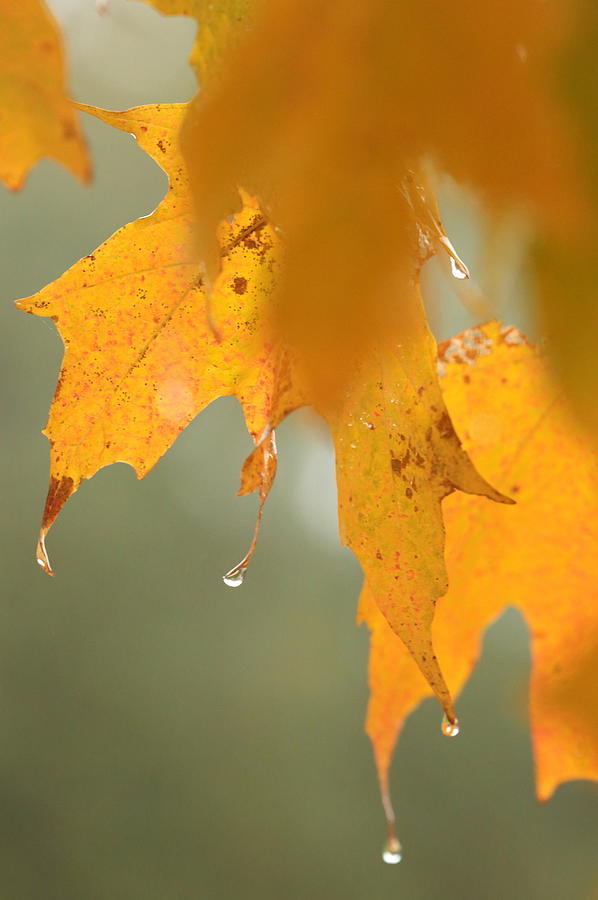 Fall Photograph - Fall Rain by Mark Salamon