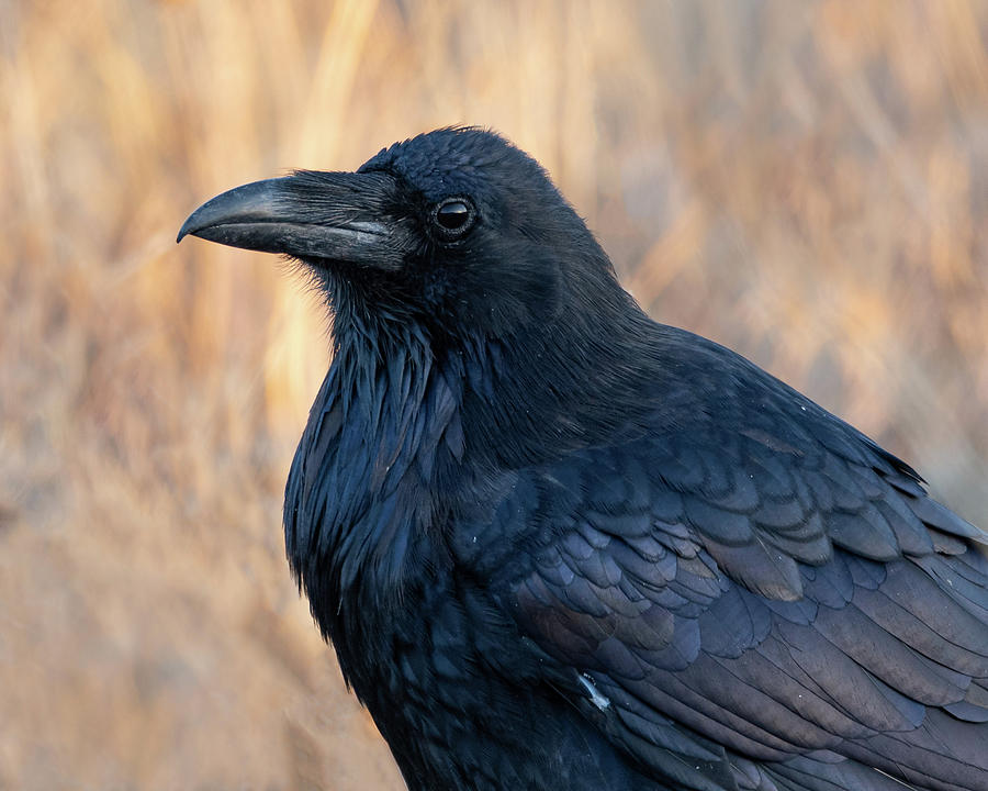 Fall Raven Photograph by Mary Hone