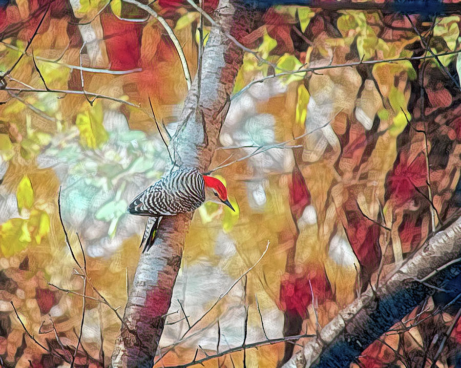 Fall Red-Bellied Woodpecker  Photograph by Laura Vilandre