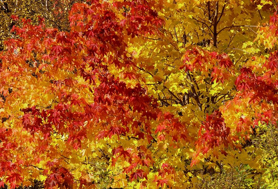 Fall Red, Yellow Muple Leaves Swinging In A Tree In Kirkenes Photograph