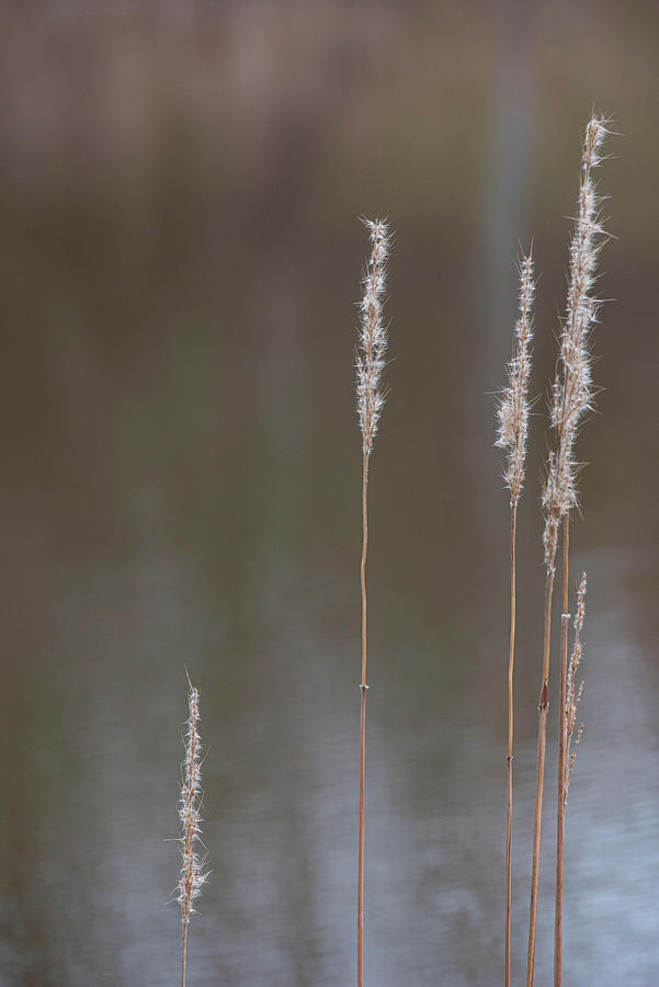 Fall Photograph - Fall Reeds At The Edge Of A Pond by Phil And Karen Rispin