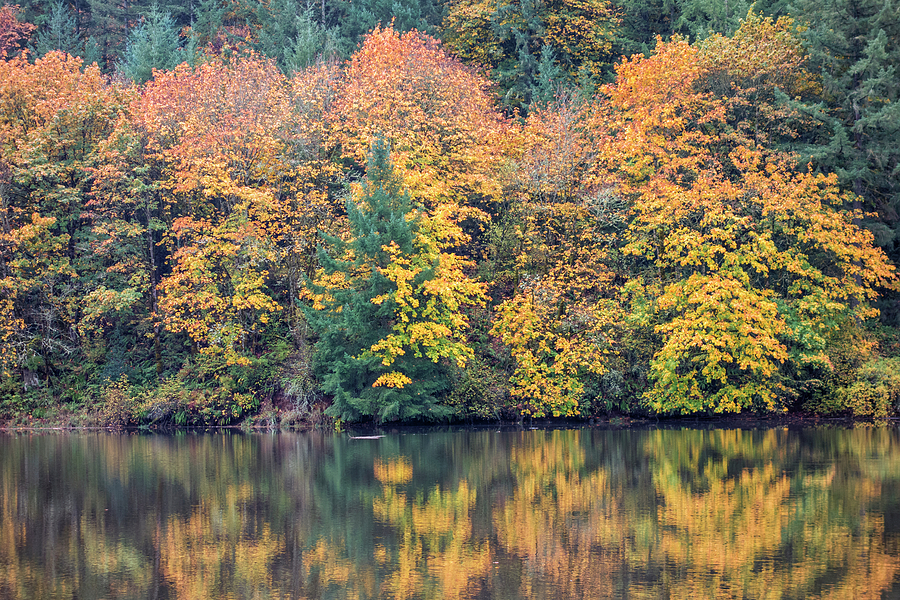 Fall Reflected in Silverton Lake Photograph by Loree Johnson
