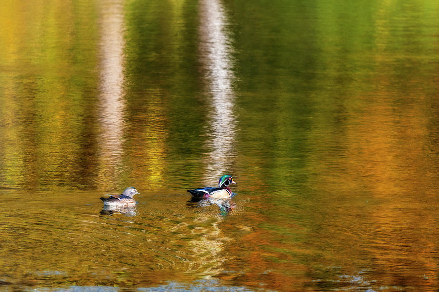 Fall reflection in water wood ducks swimming Photograph by Dan Friend