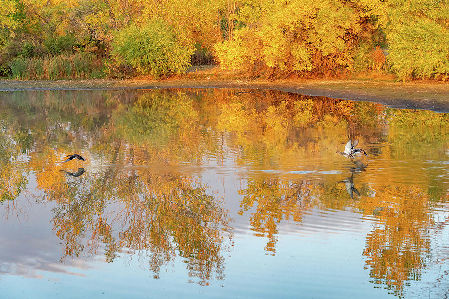 Fall Reflection With Ducks Photograph