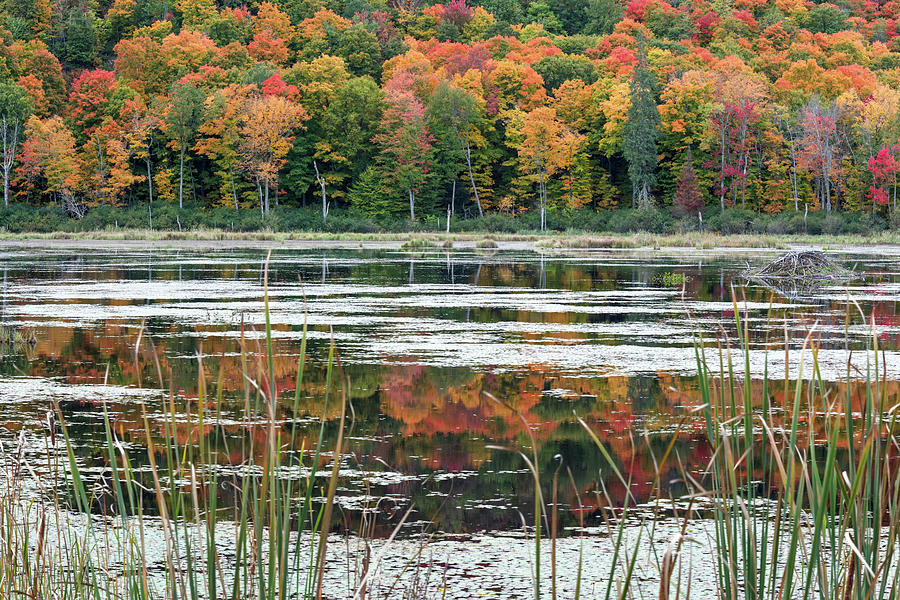 Fall Reflections in Gatineau Park Photograph by Michael Russell