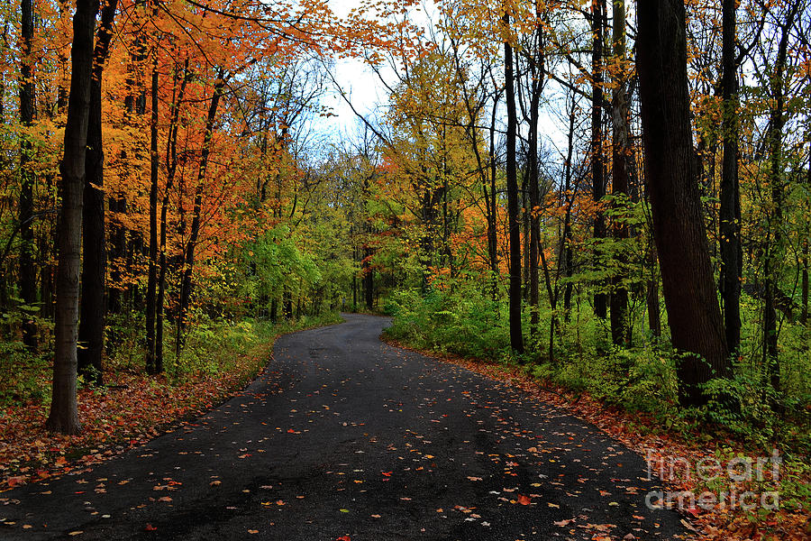 Fall Road in Park  Photograph by Amy Lucid