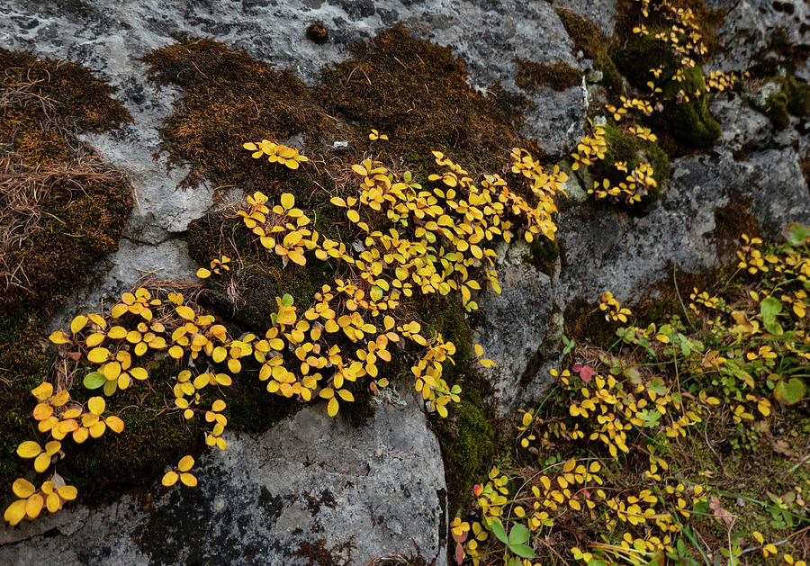 Autumn Photograph - Fall rock garden in the mountains by Karen Rispin