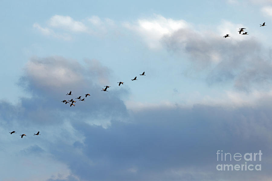Fall Sandhill Migration at Dusk Photograph by Natural Focal Point Photography
