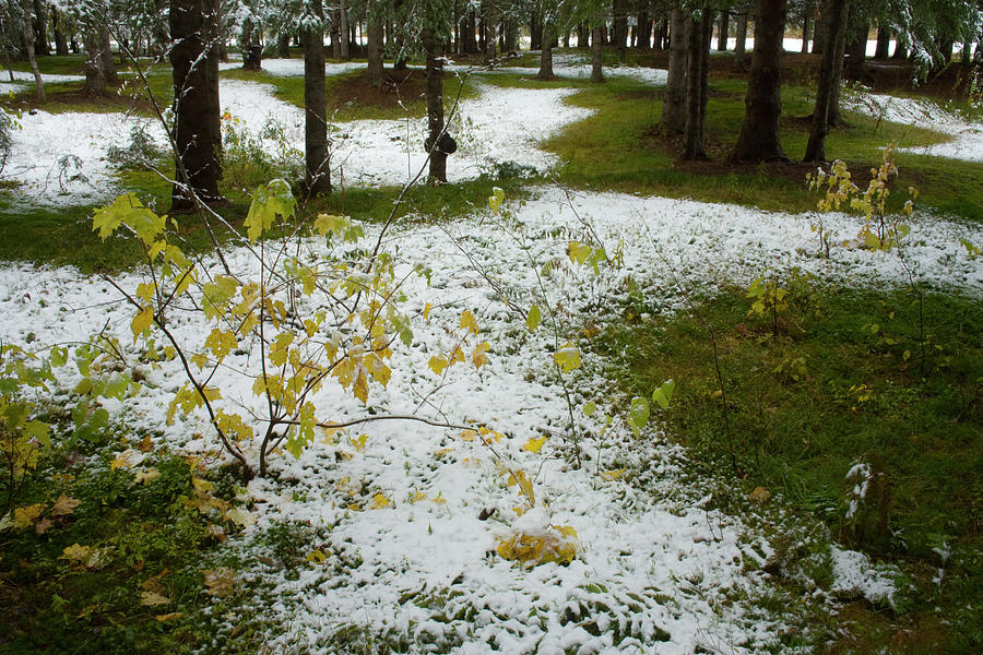 Fall saplings and snow patterns in mossy woodlot Photograph by Irwin Barrett