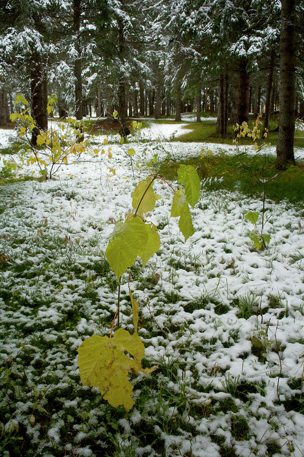 Fall saplings in a snowy woodlot Photograph by Irwin Barrett