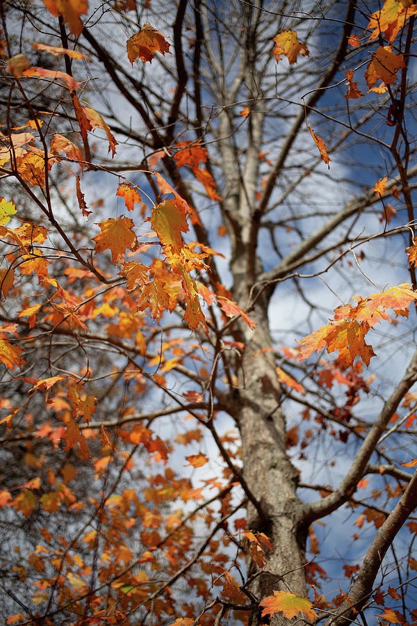 Fall  Photograph by Sharon Wilkinson