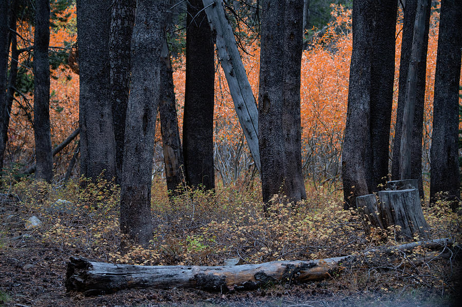 Guarding Fall Colors of Mammoth Lakes, California Photograph by Bonnie Colgan