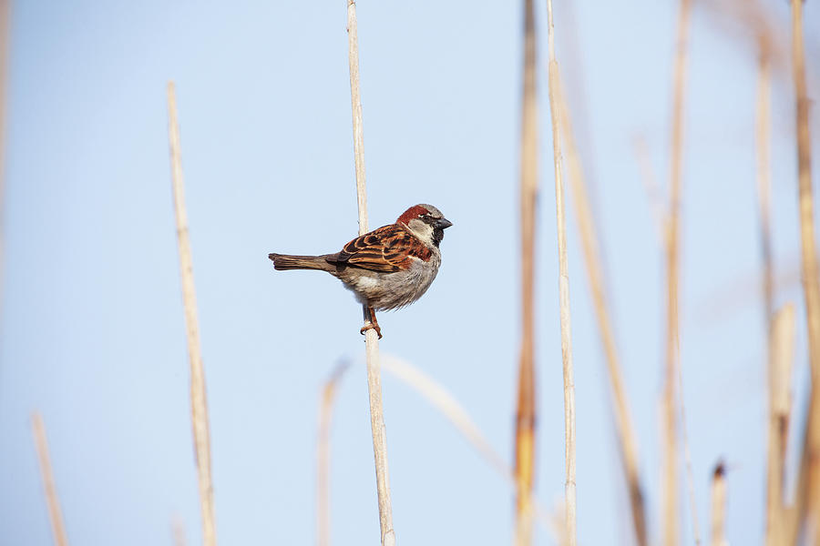Sparrow Photograph - Fall Sparrow by Karol Livote