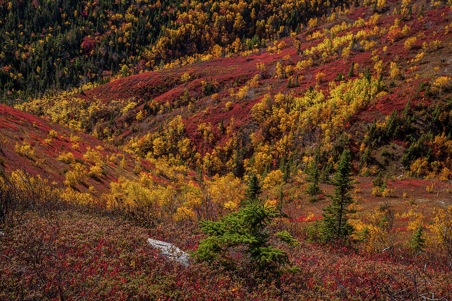 Fall Splendor at Cape Smokey Provincial Park Photograph by Irwin Barrett