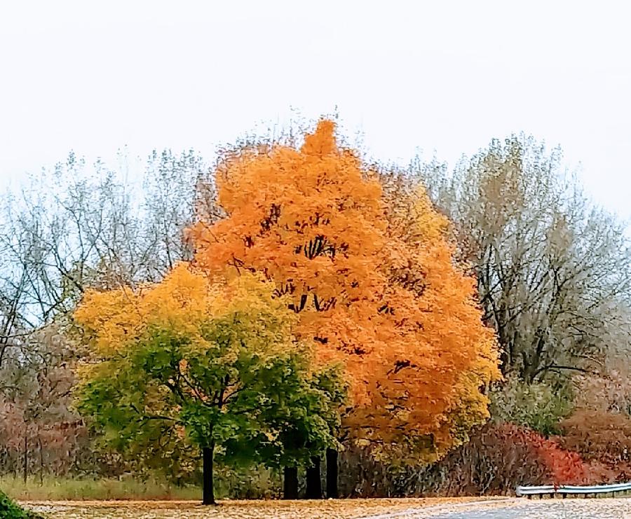 Fall Splendor Photograph by Rosanne Ricard - Fine Art America