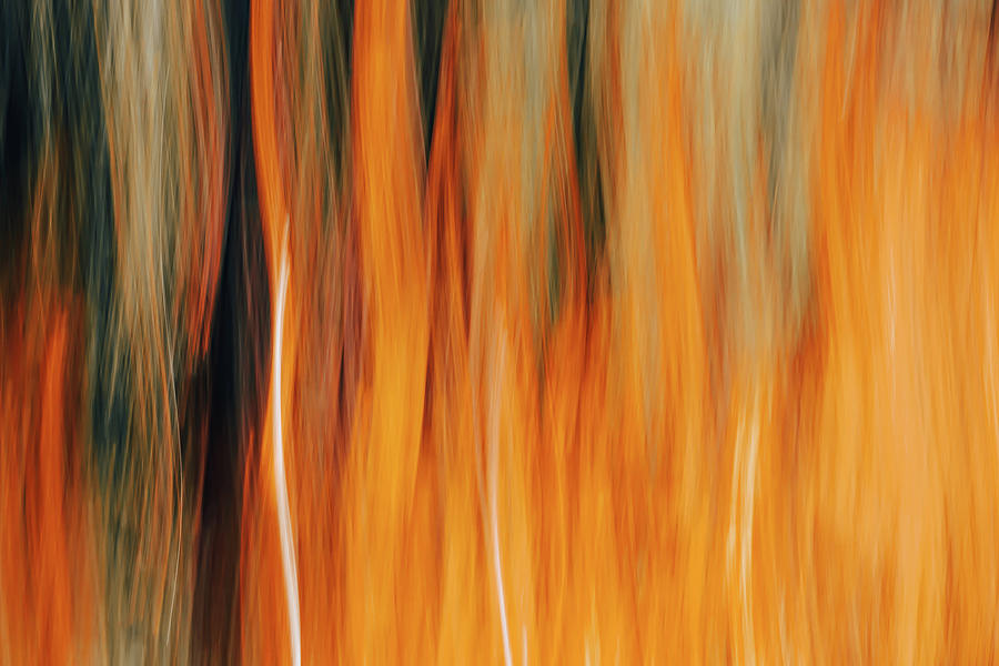 Fall Splendour 1 Photograph by Ursula Abresch Fall Splendour 1 Photograph by Ursula Abresch