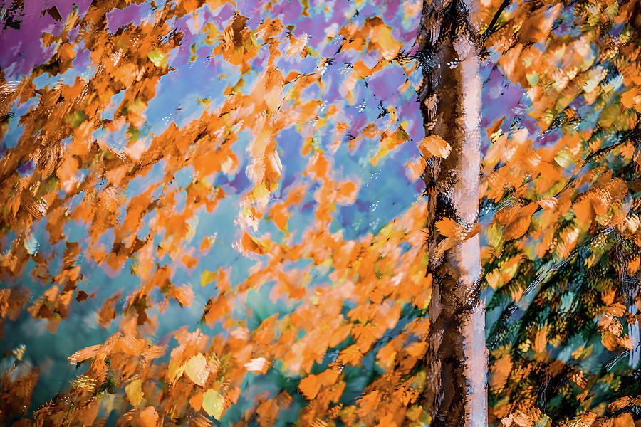 Fall Splendour 3 Photograph by Ursula Abresch