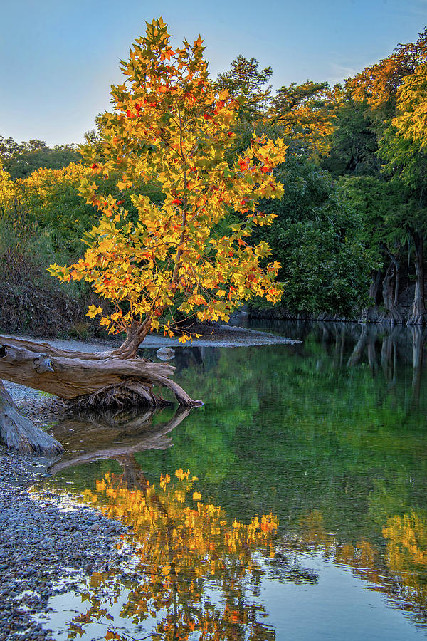 Nature Photograph - Fall Standout on the Guadalupe by Lynn Bauer