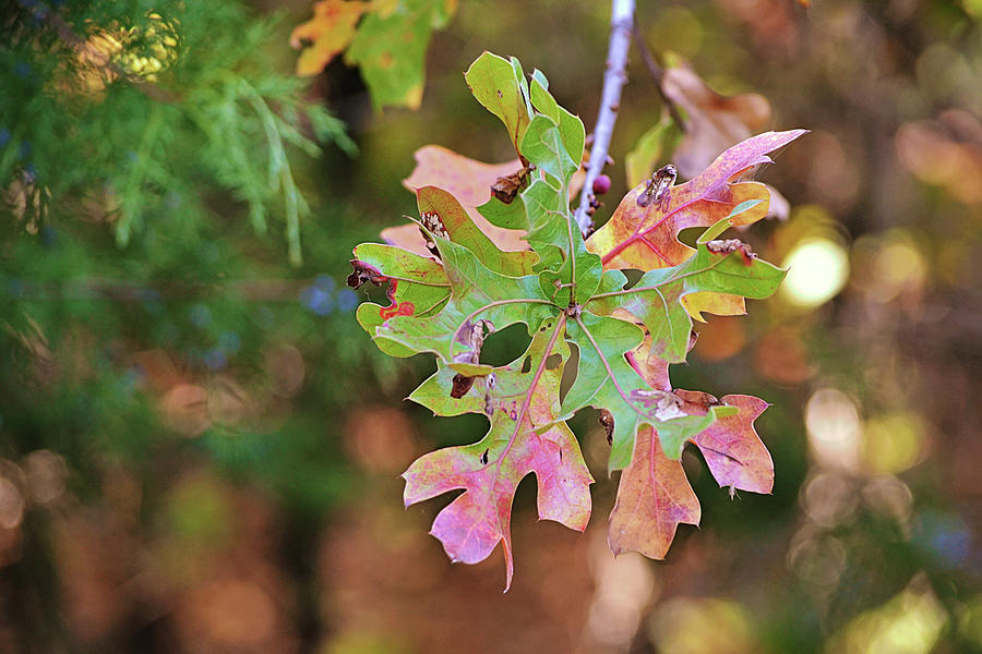 Fall Star Oak Leaf Bunch Photograph