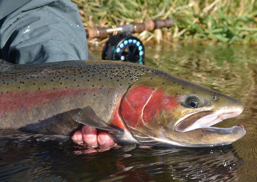 Fall Steelhead Colors Photograph by Robert Crandall - Fine Art America