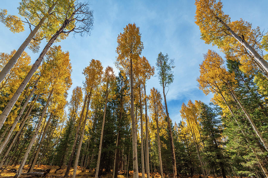 Golden Aspen Trees in Fall in Flagstaff Arizona Photograph by Mark