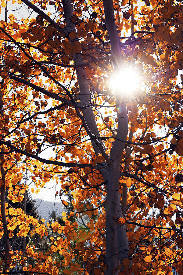 Fall Sun Photograph by Rick Perkins