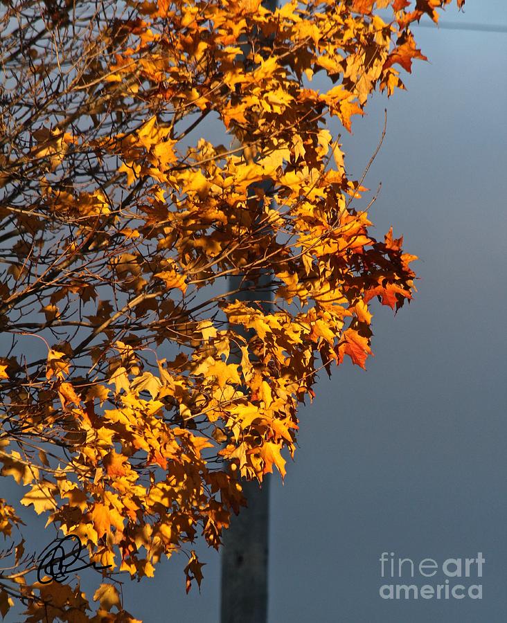 Fall Sunset Photograph by Ann E Robson