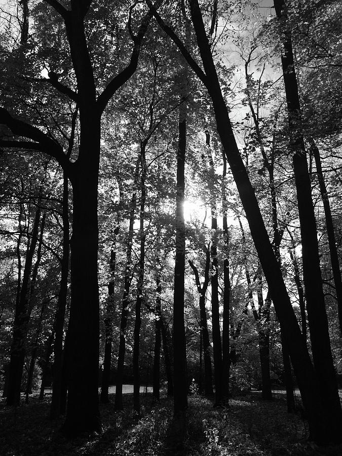 Fall Sunset Art Print Black and White Photograph by Katherine Adams ...