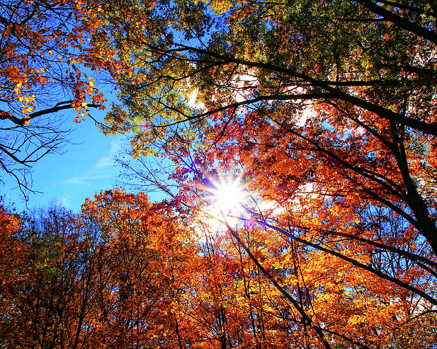 Fall Sunshine Photograph by Scott Olsen