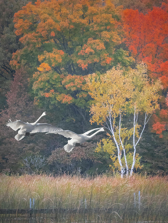 Bird Photograph - Fall Swan Landing - Vertical by Patti Deters