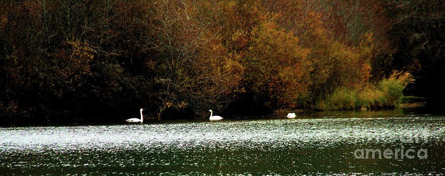 Fall Swans Photograph