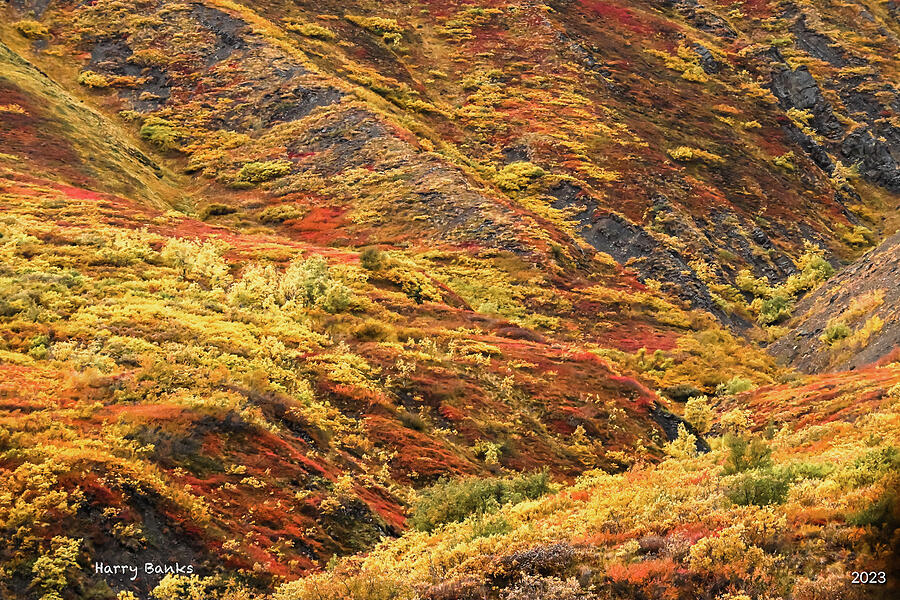 Fall Tapestry Photograph by Harry Banks Fall Tapestry Photograph by Harry Banks