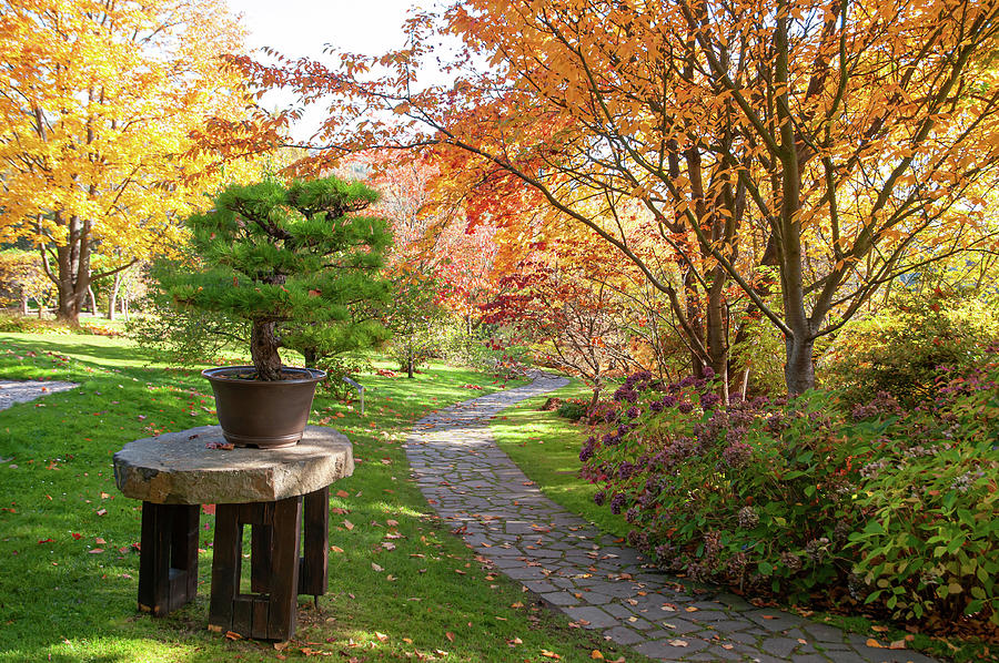 Fall Time In Japanese Garden 1 Photograph