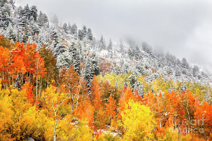 Fall to Winter, Autumn,  Photograph by David Millenheft