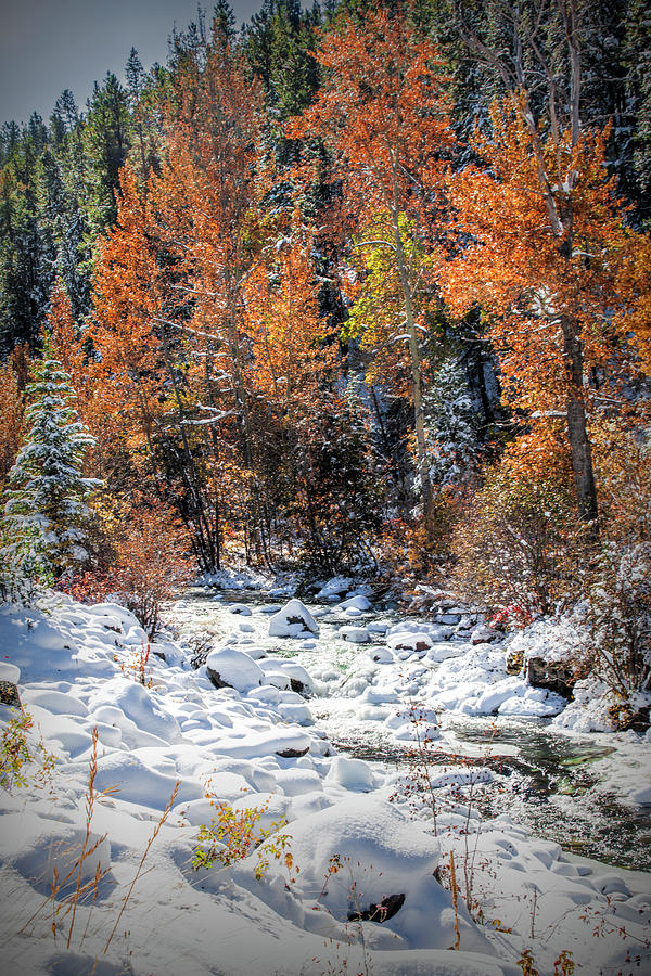 Fall to Winter in October in Yellowstone National Park Photograph by Randall Nyhof