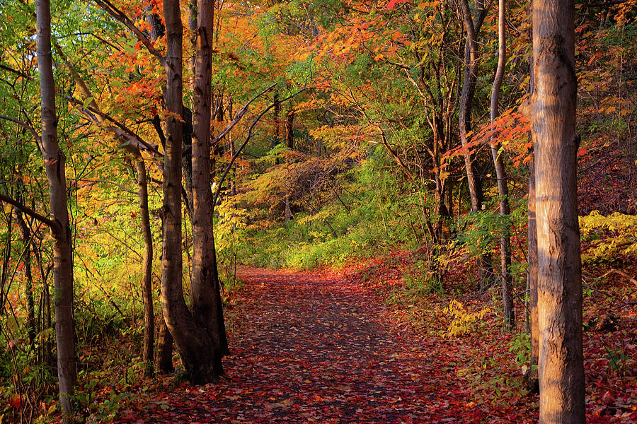 Fall Trail Photograph by Jeffrey PERKINS
